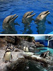 L'Oceanogràfic