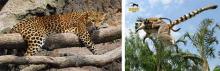 Bioparc Valencia, espacio para los animales