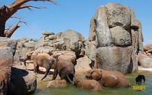 Bioparc Valencia, space for the animals