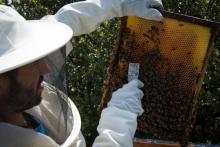 Discover apicultural tourism with ApiVillores