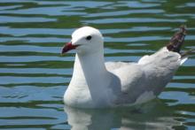 Turismo ornitológico en la Comunitat Valenciana con Actio Birding
