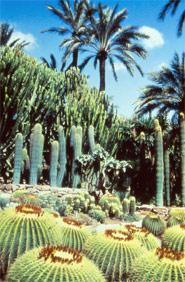 Huerto Del Cura (inclu à l’ensemble du Palmeral, Patrimoine de l’humanité )