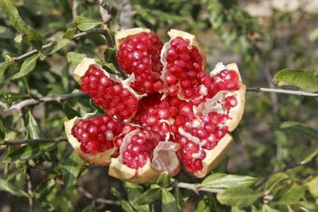 Autumn Fruits with Valencian Denominación de Origen