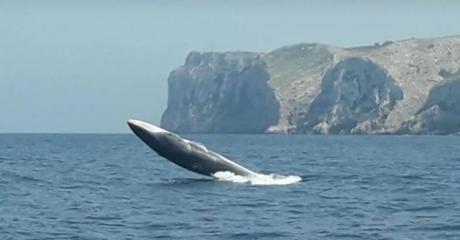 How to Spot Whales and Dolphins in the Costa Blanca