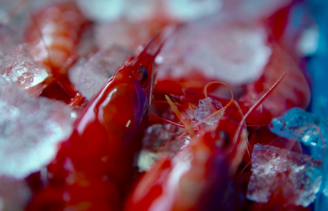 La Gamba Roja de Dénia, una joya del Mediterráneo