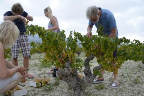 Degusta el moscatell amb els cinc sentits a Benitatxell