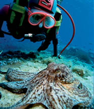 Barracuda Club de Buceo (FEDAS/ACUC)