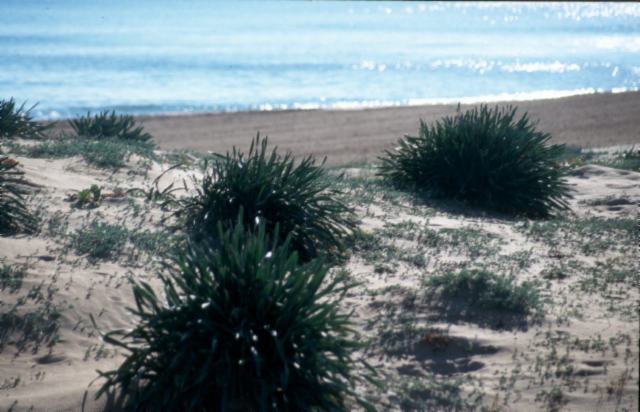 La Gola Beach