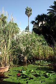 Jardí Botànic