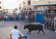 Festes de Vaca