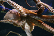 Aquarium