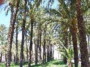 Parque El Palmeral