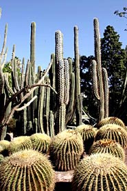 Jardí Botànic de València